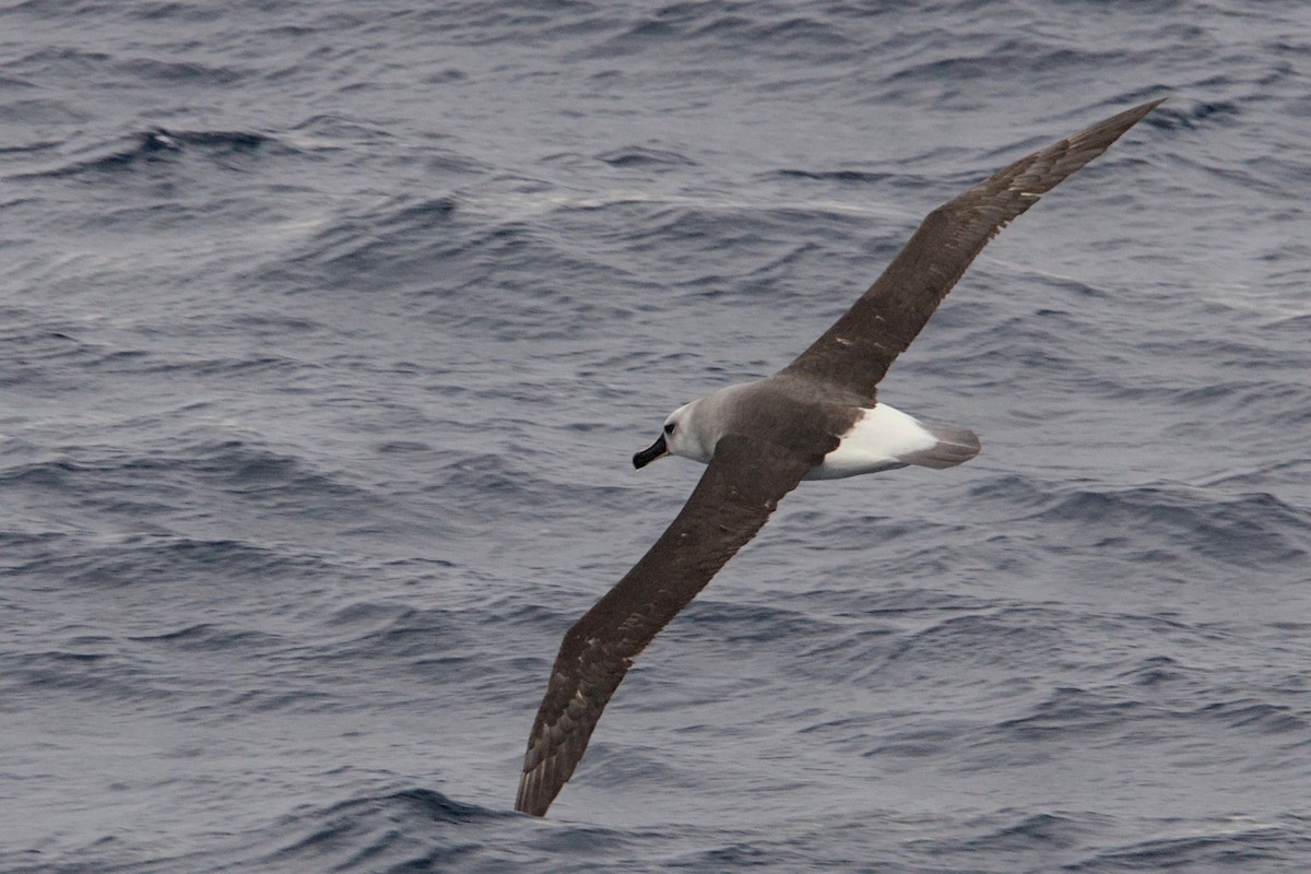 ハイガシラアホウドリ - ML645434501