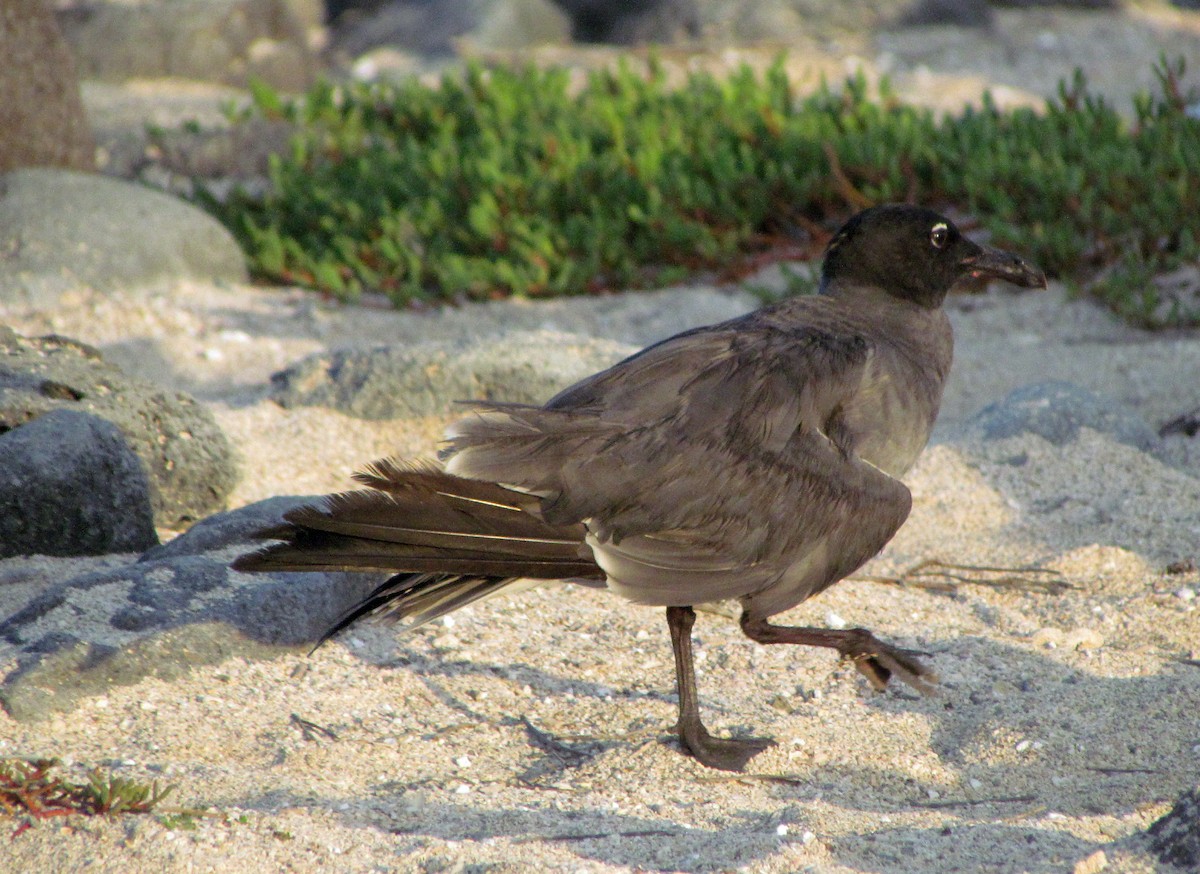 イワカモメ - ML645434502