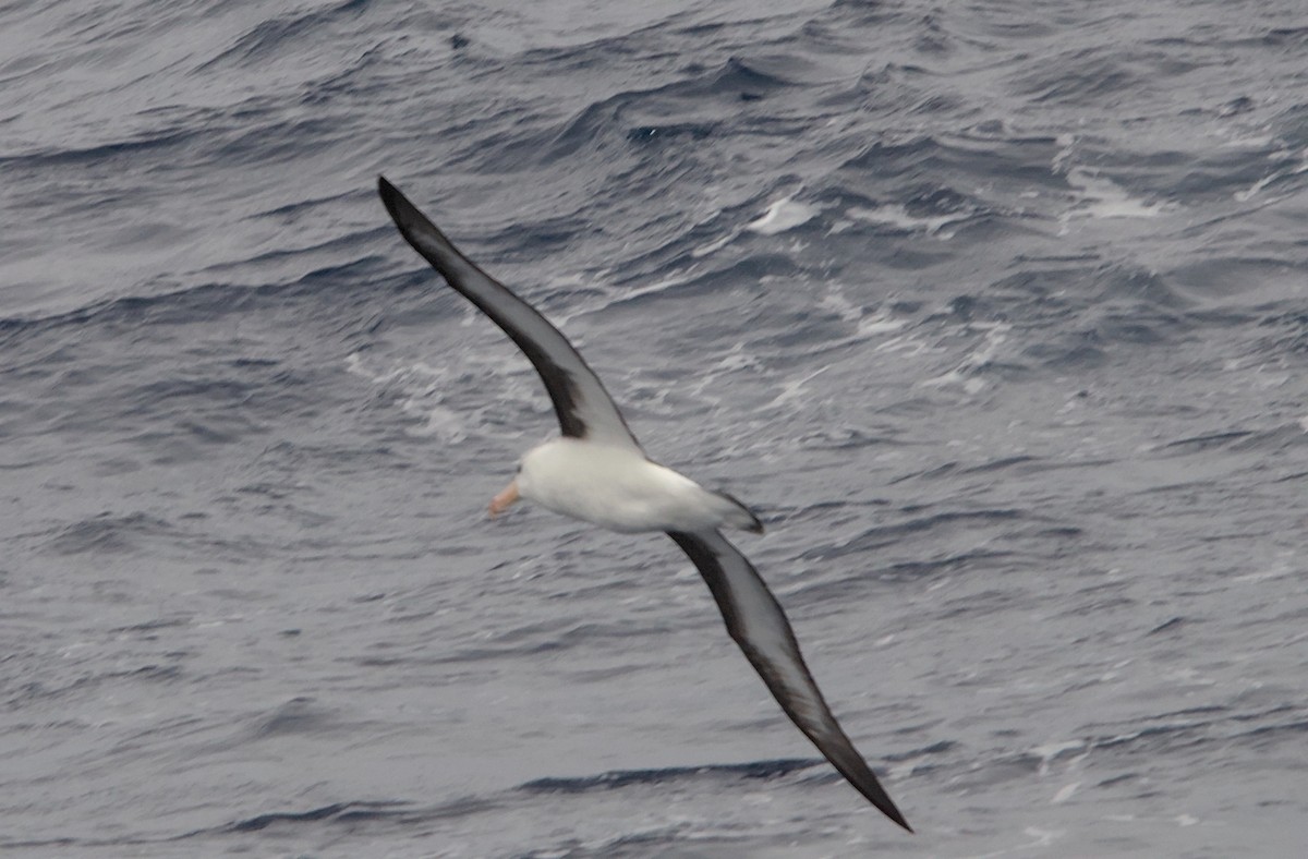 マユグロアホウドリ - ML645434503