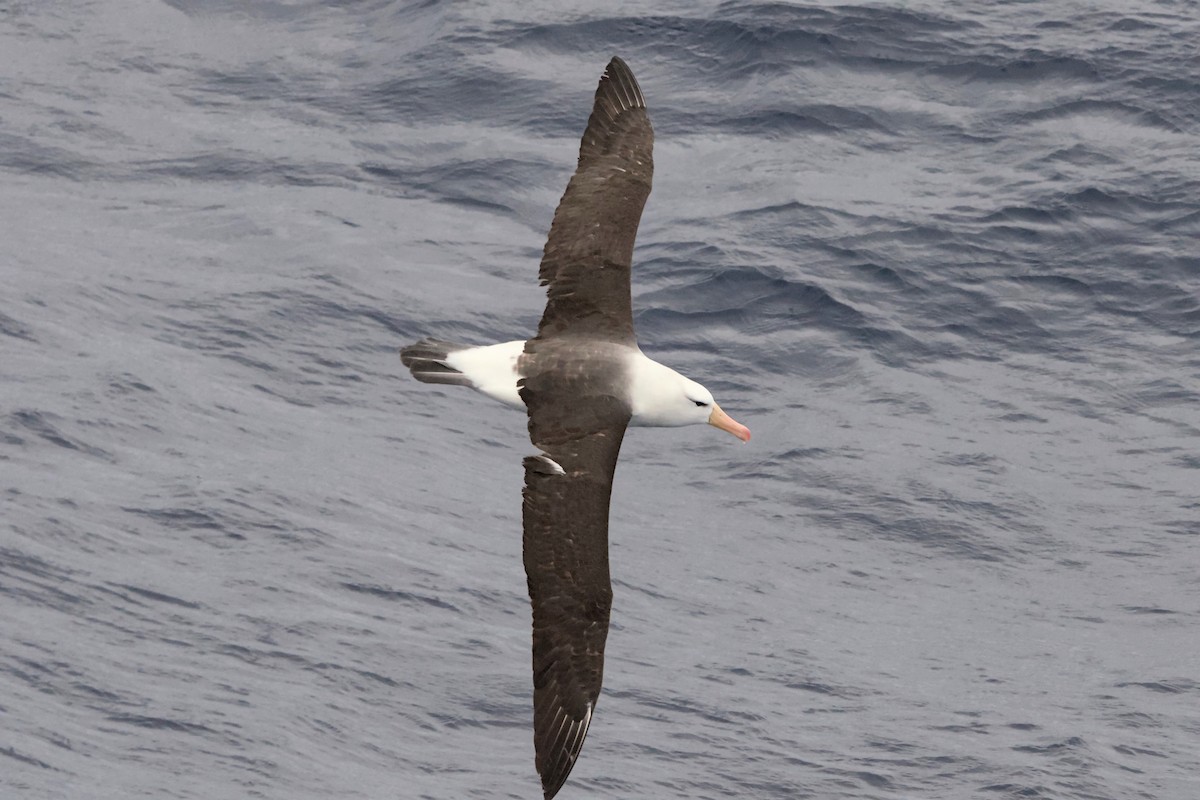 マユグロアホウドリ - ML645434504