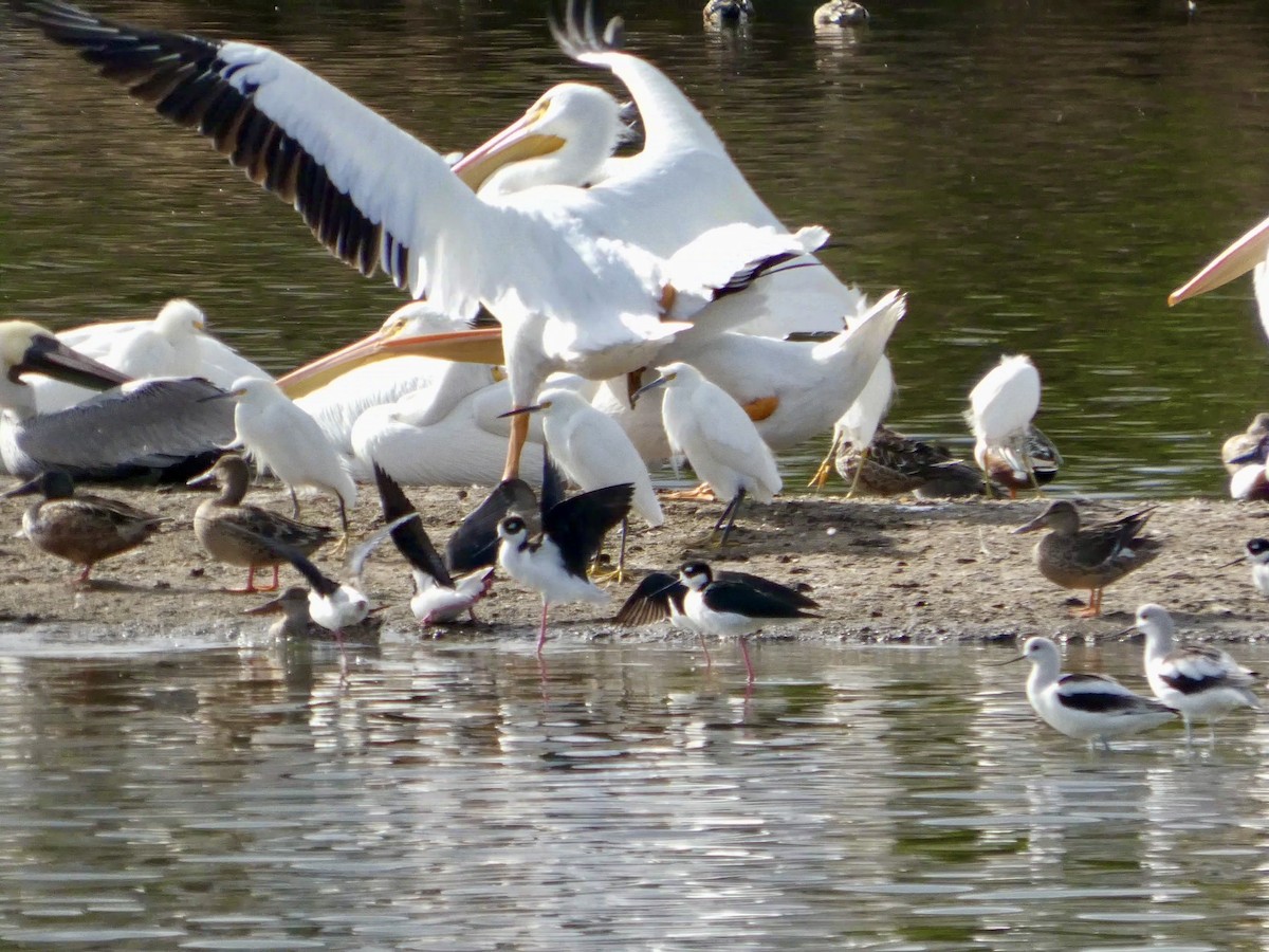 Black-necked Stilt - ML645434505