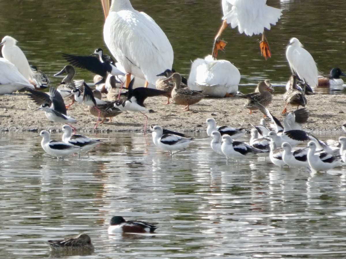 Black-necked Stilt - ML645434506