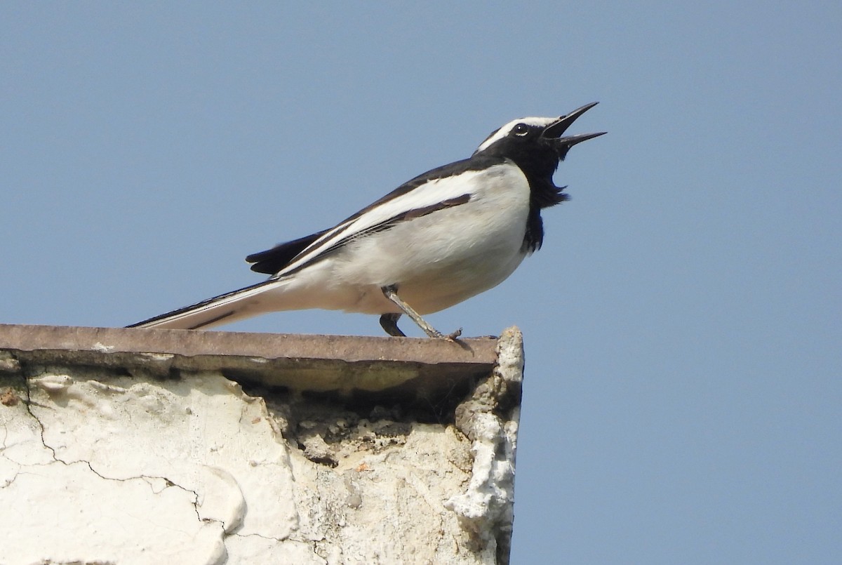 White-browed Wagtail - ML645434507