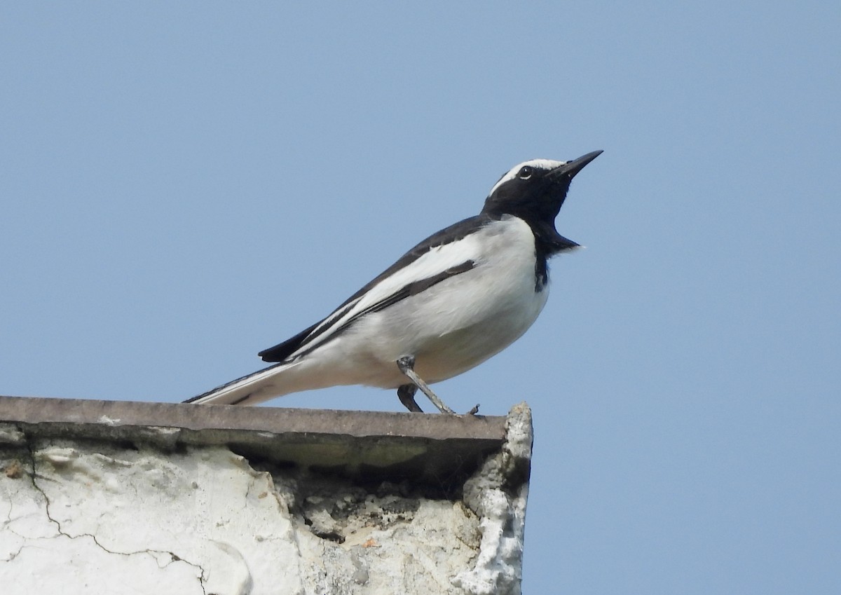 White-browed Wagtail - ML645434508