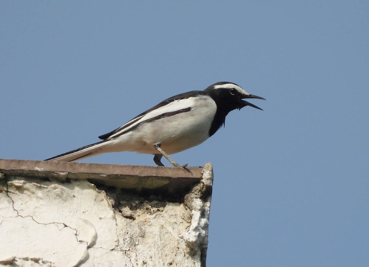 White-browed Wagtail - ML645434509