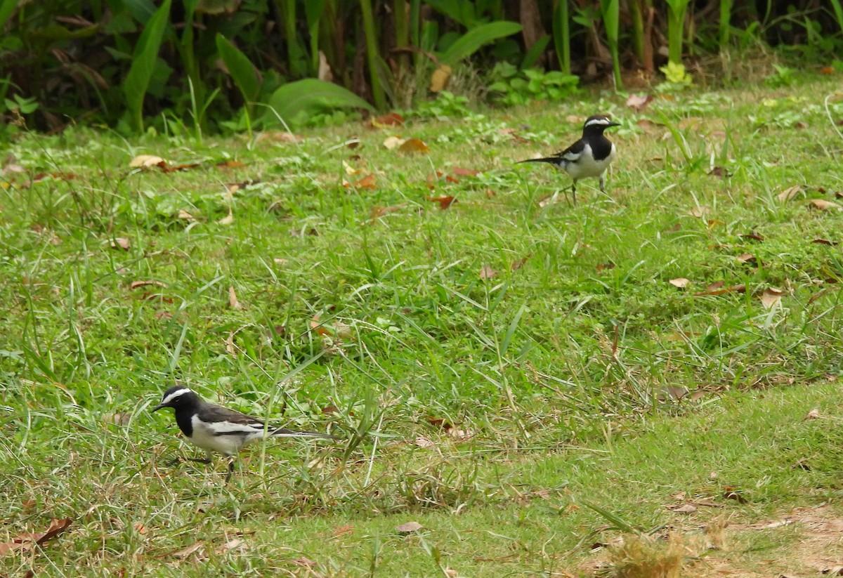 White-browed Wagtail - ML645434510