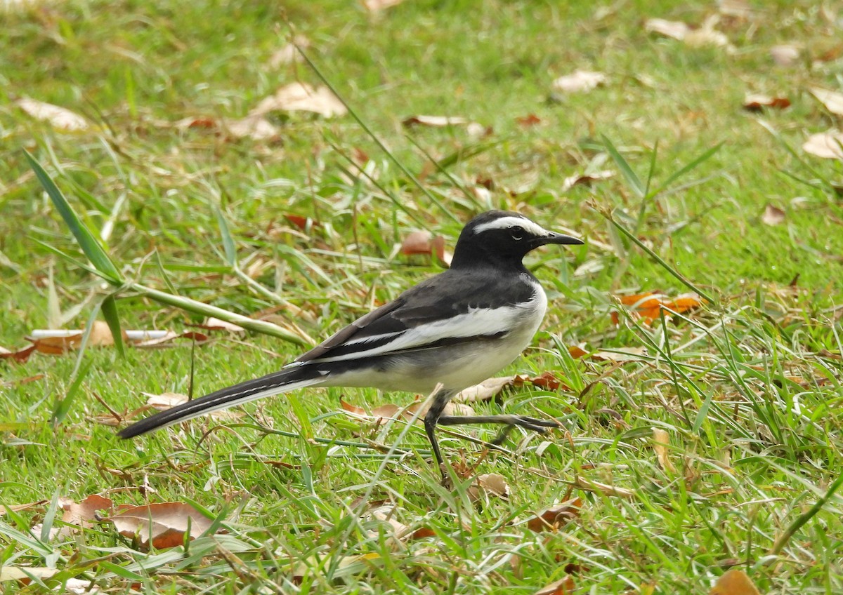 White-browed Wagtail - ML645434511