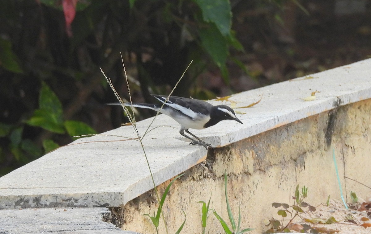 White-browed Wagtail - ML645434512
