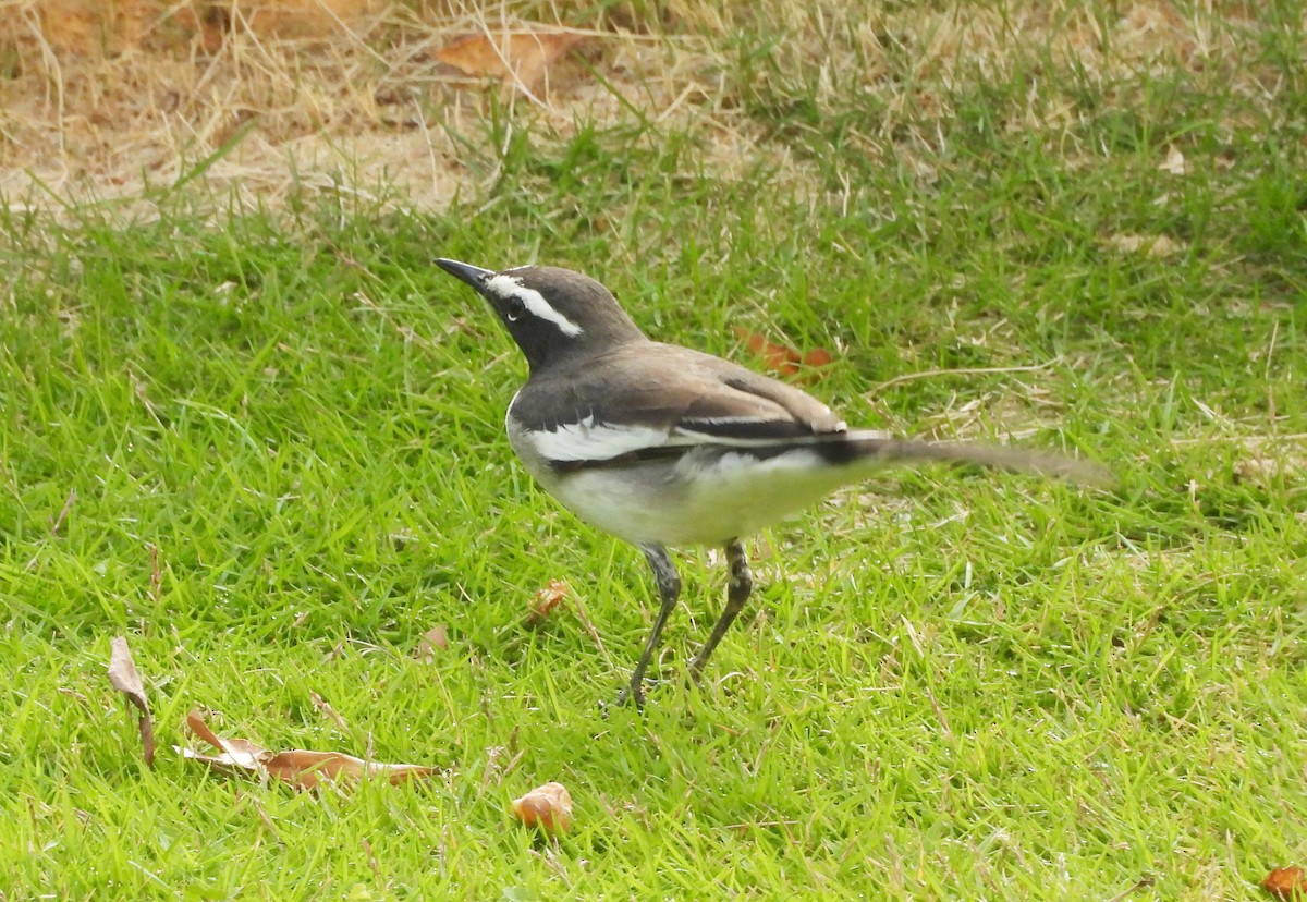 White-browed Wagtail - ML645434513