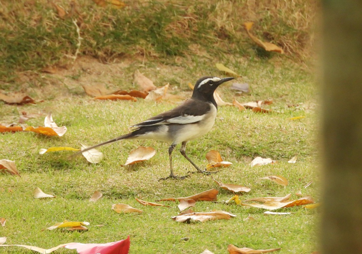White-browed Wagtail - ML645434514