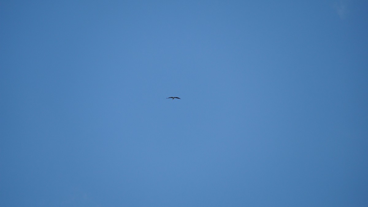 marabu malajský - ML645434515