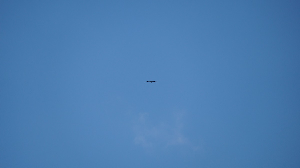 marabu malajský - ML645434516