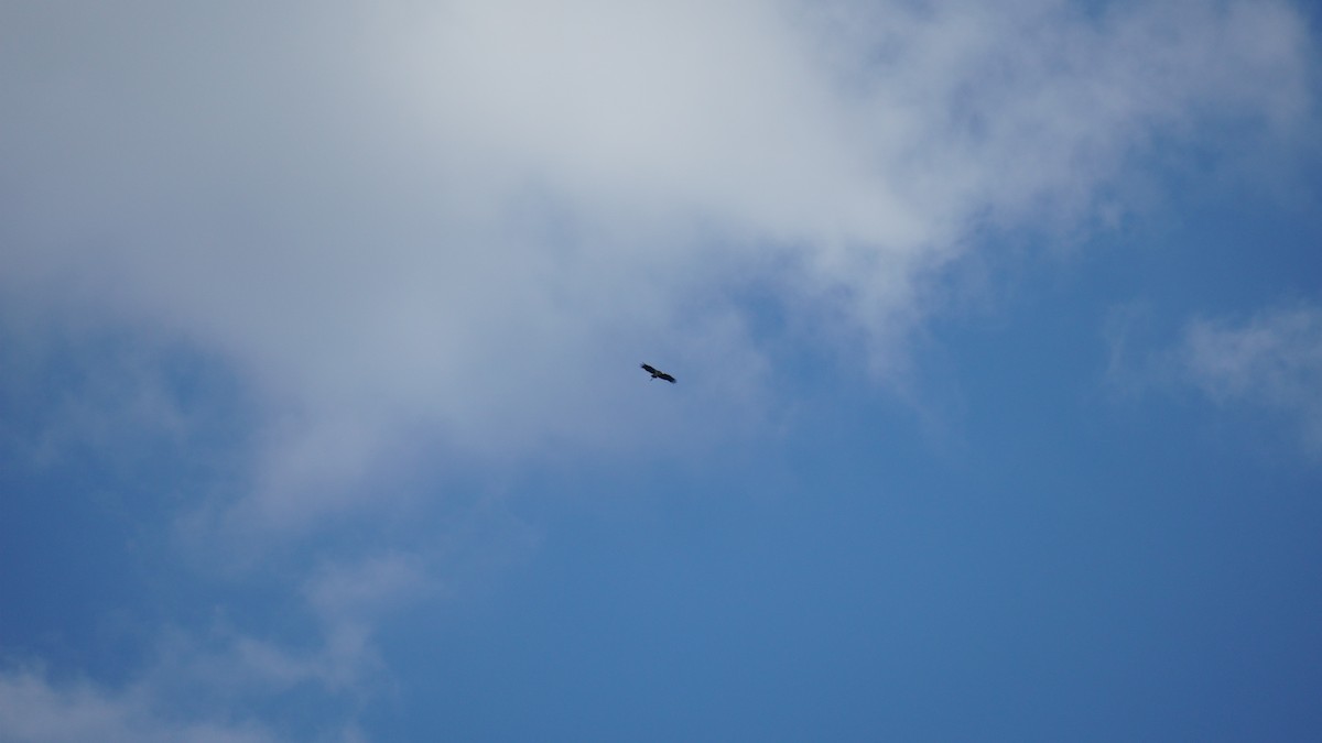 marabu malajský - ML645434517