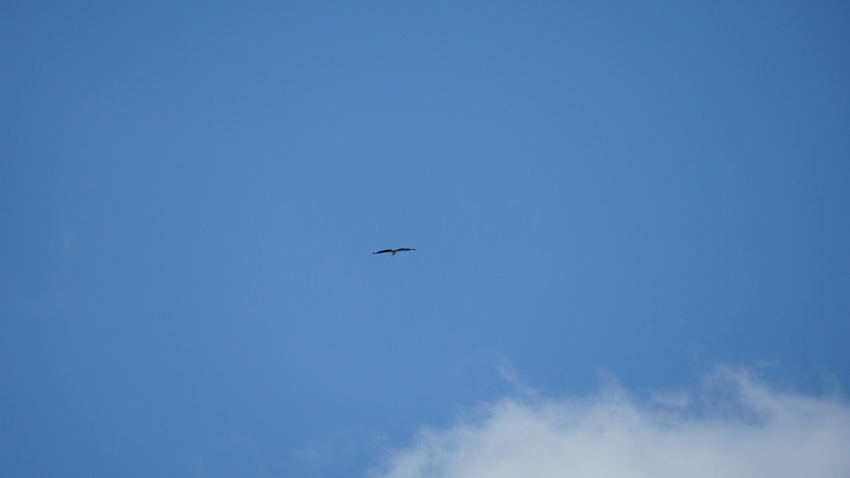 marabu malajský - ML645434518