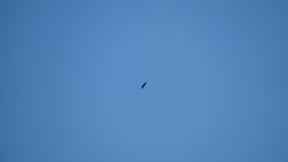 marabu malajský - ML645434519