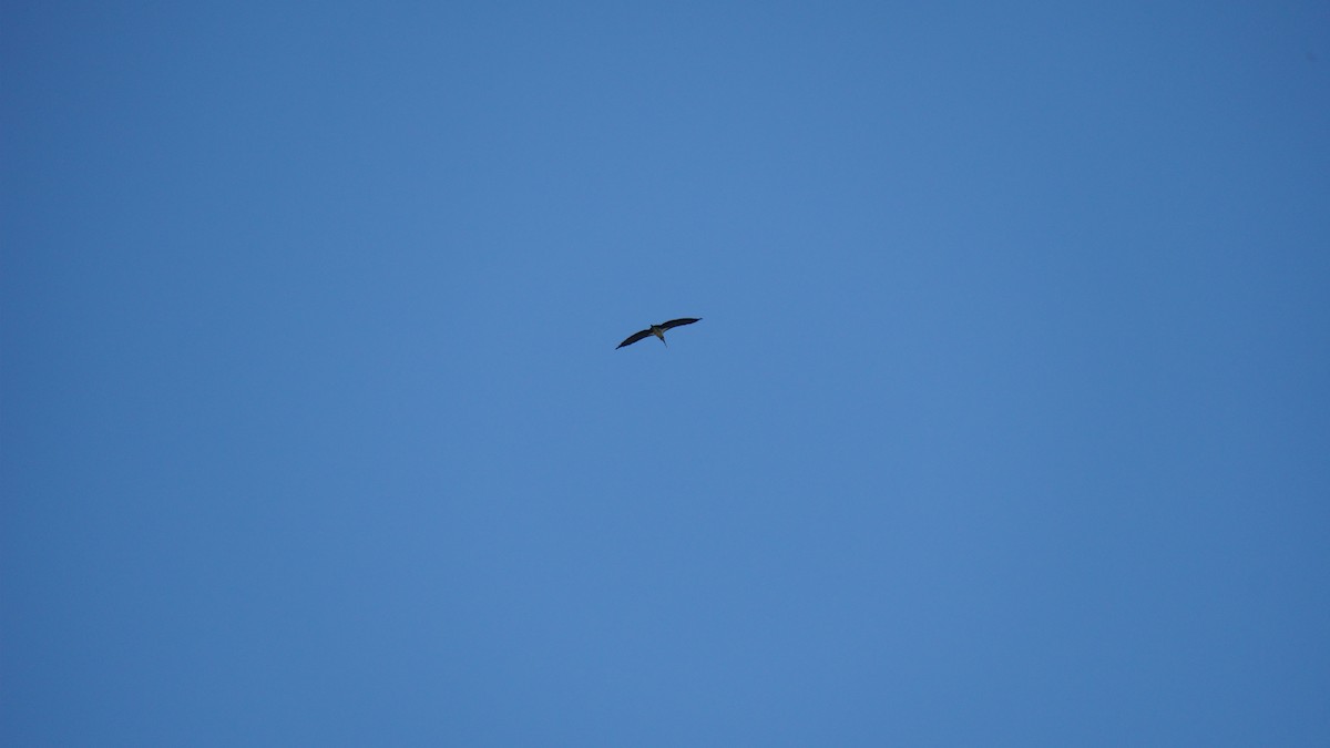 marabu malajský - ML645434520