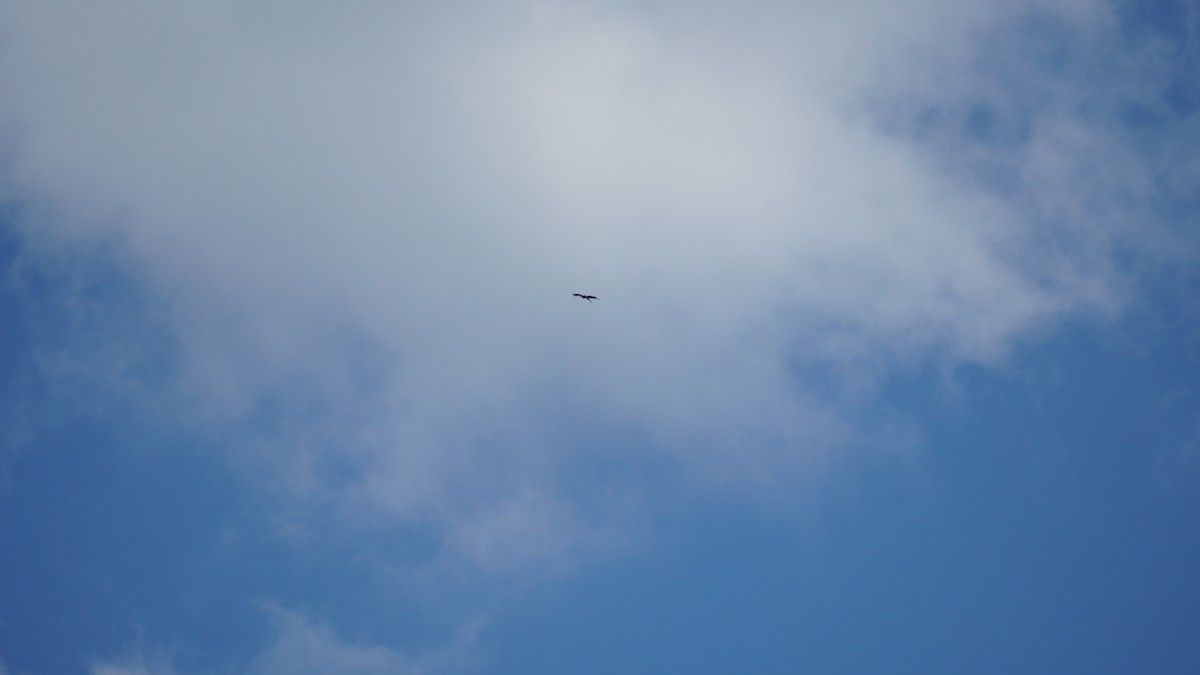 marabu malajský - ML645434521