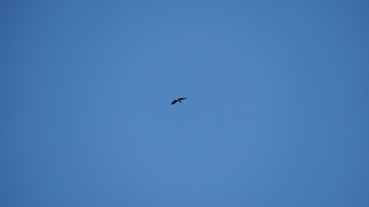 marabu malajský - ML645434522