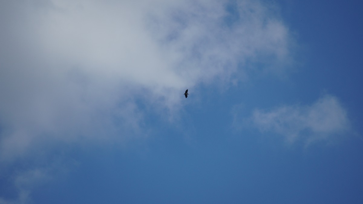 marabu malajský - ML645434523