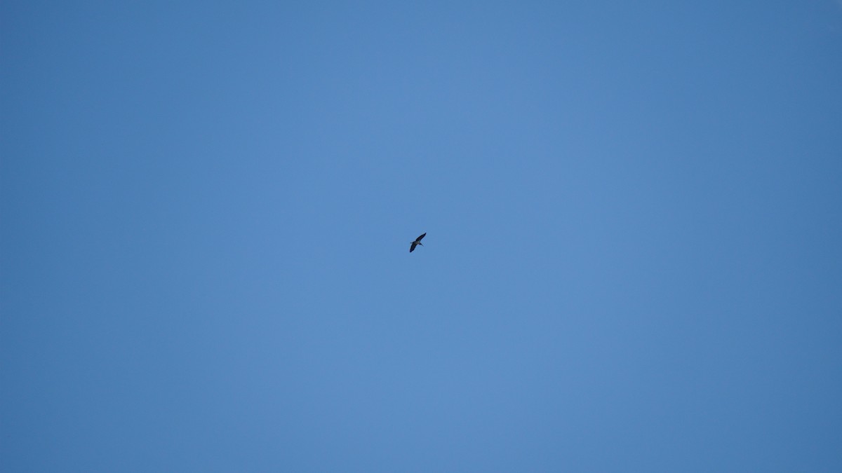 marabu malajský - ML645434524