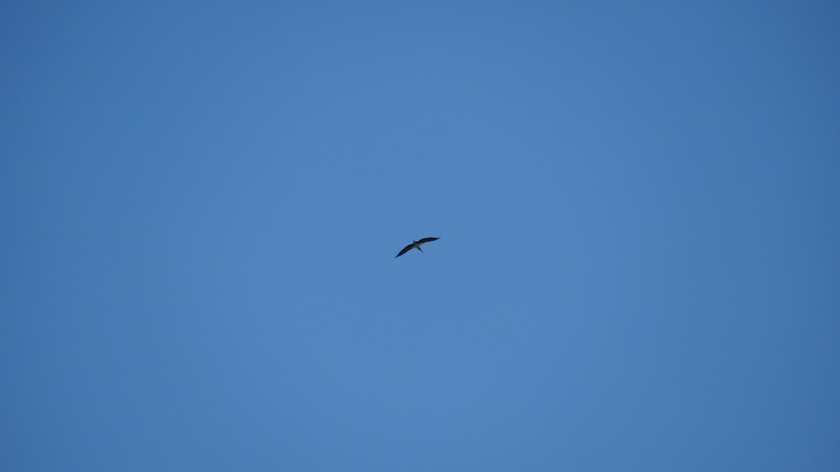 Зондский марабу - ML645434525