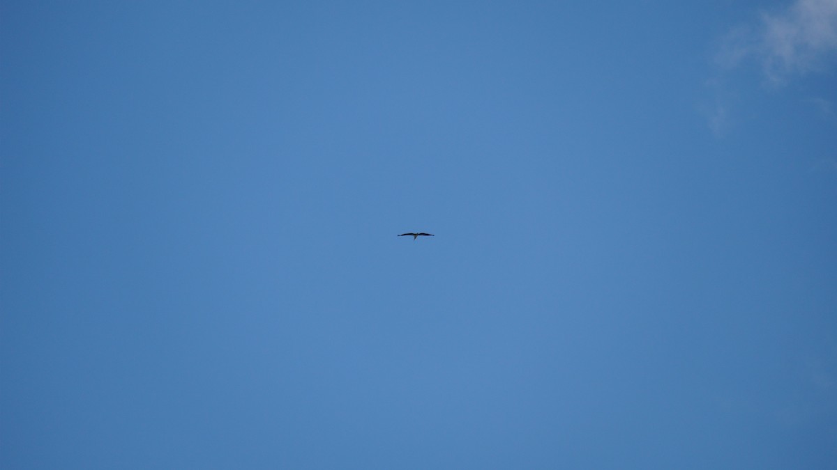 Зондский марабу - ML645434526