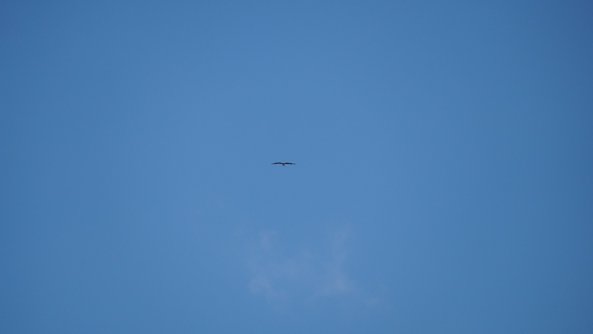 Зондский марабу - ML645434527