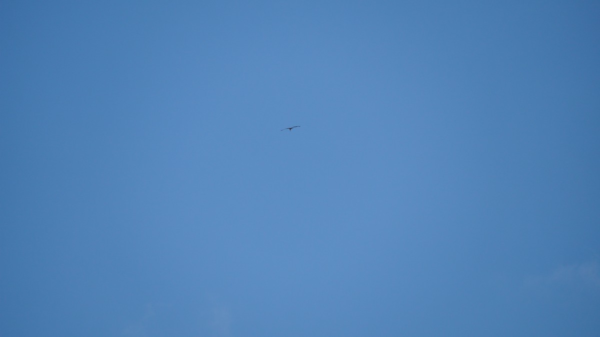 Зондский марабу - ML645434528