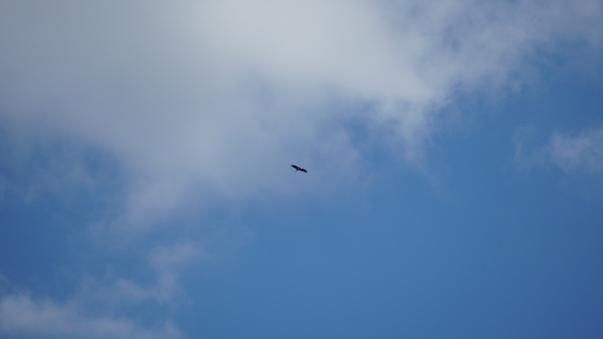 Зондский марабу - ML645434529