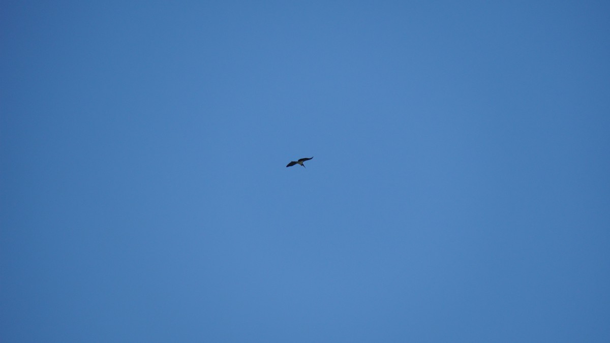 Зондский марабу - ML645434530