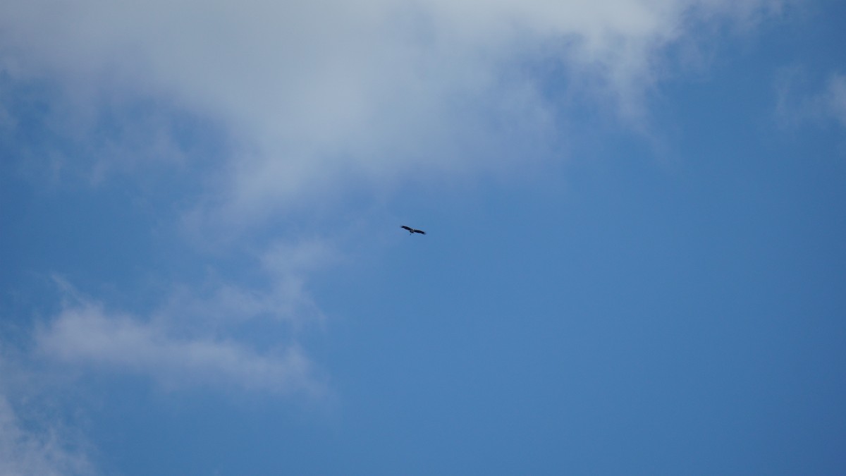 Зондский марабу - ML645434531