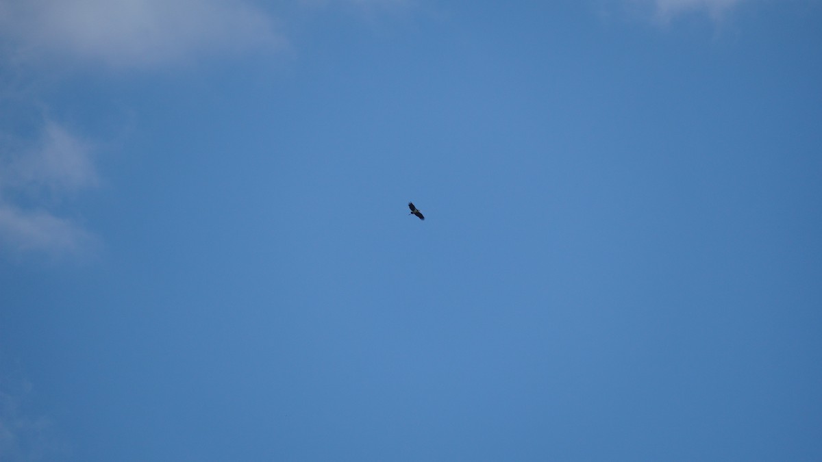 Зондский марабу - ML645434532