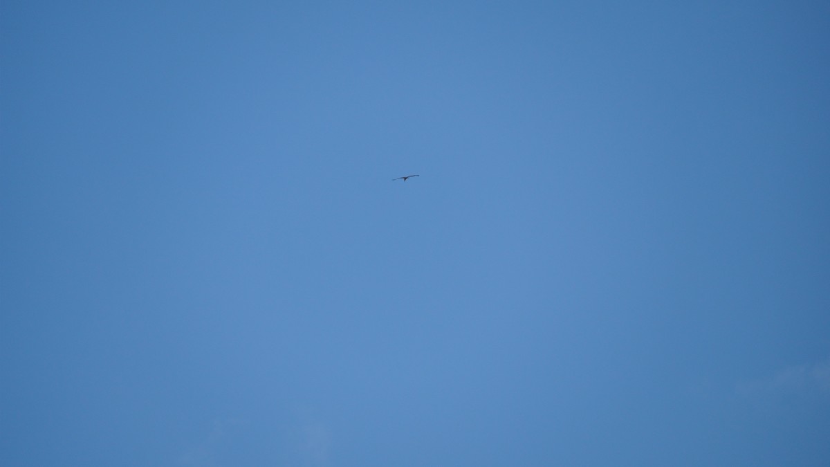 Зондский марабу - ML645434534