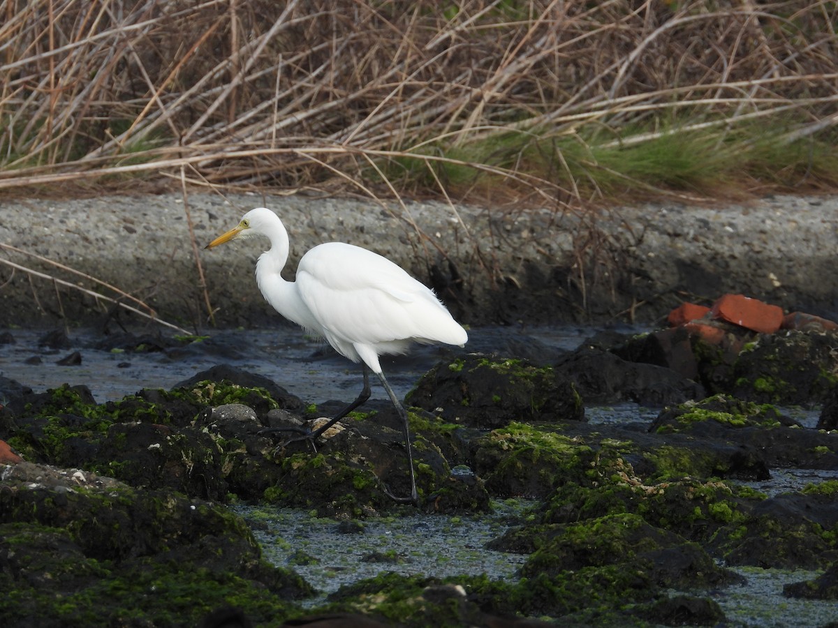 Средняя белая цапля - ML645434570