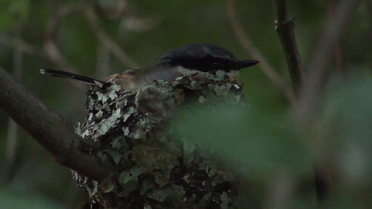 Cape Batis - ML645434571