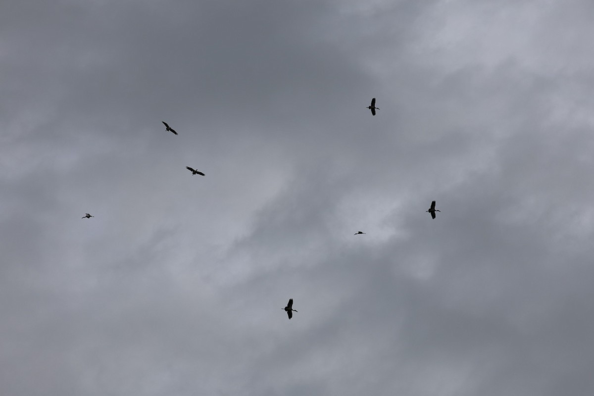 Индийский аист-разиня - ML645434572