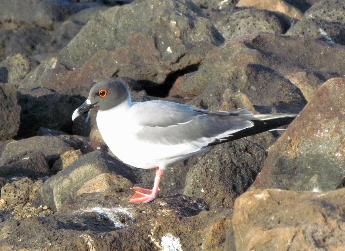 Галапагосская чайка - ML645434573