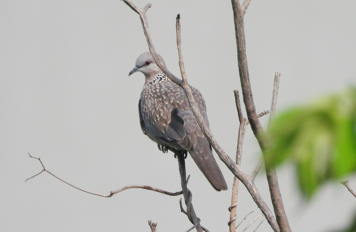 Китайская горлица - ML645434574