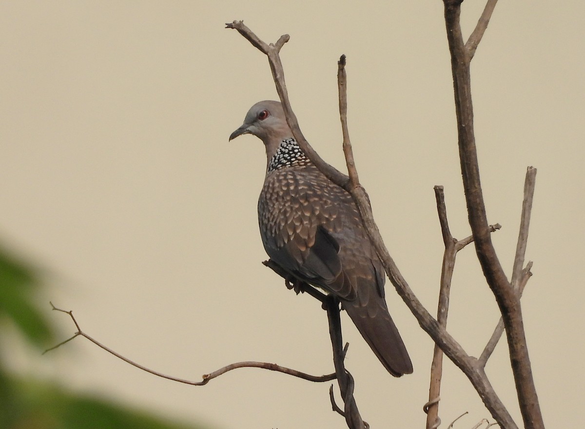 Китайская горлица - ML645434575