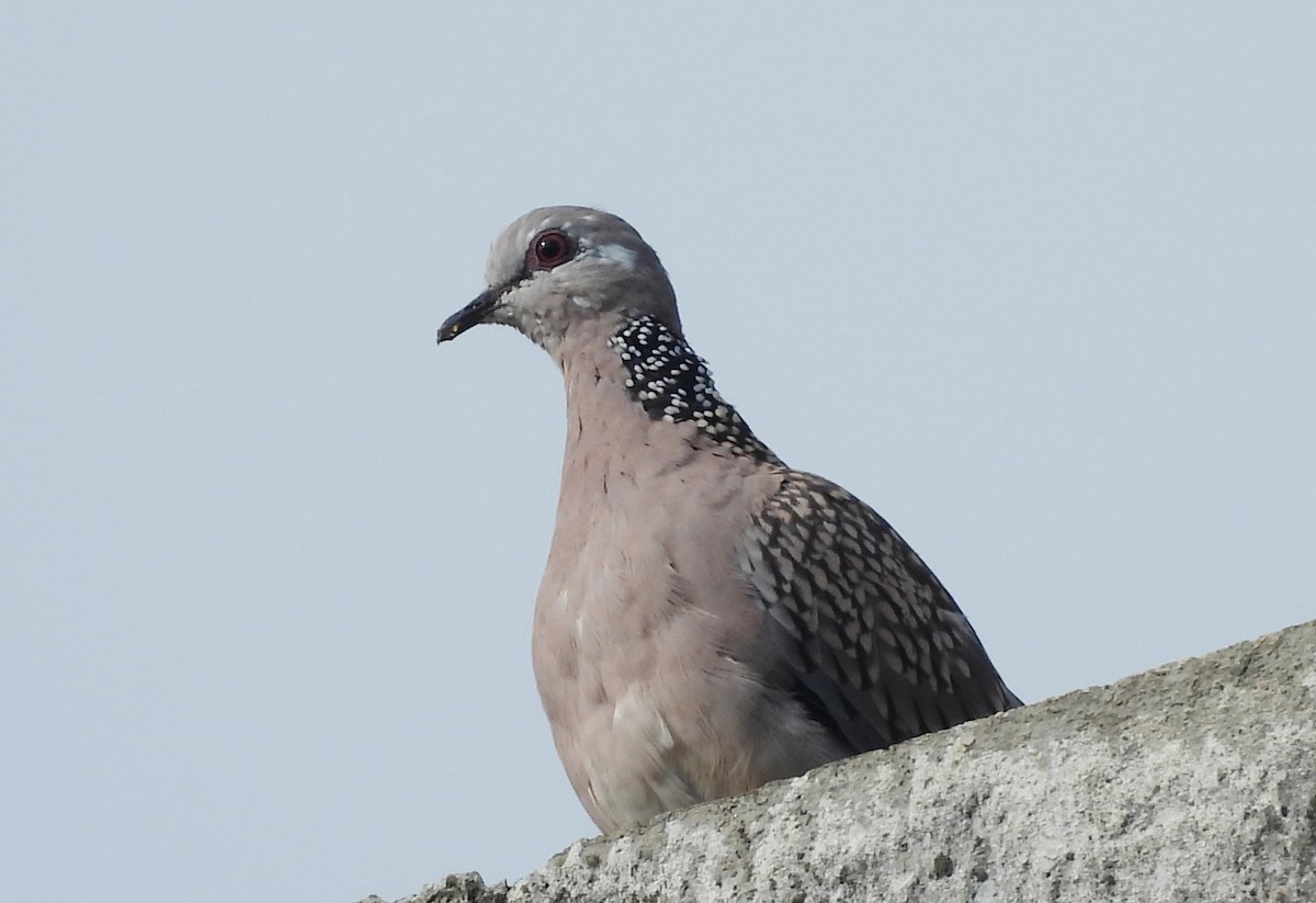 Китайская горлица - ML645434576