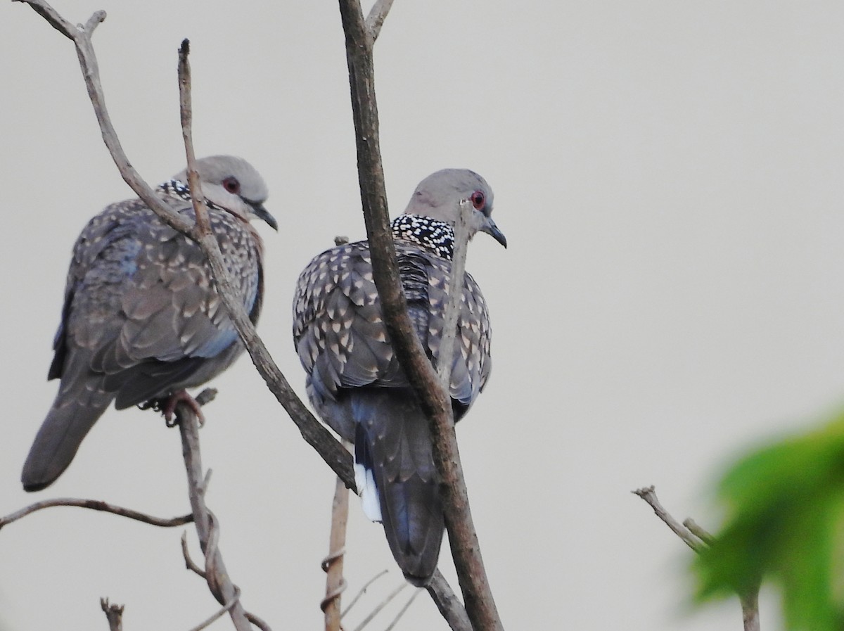 Китайская горлица - ML645434577