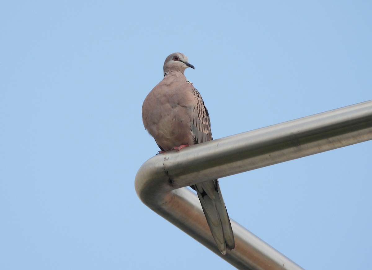 Китайская горлица - ML645434578