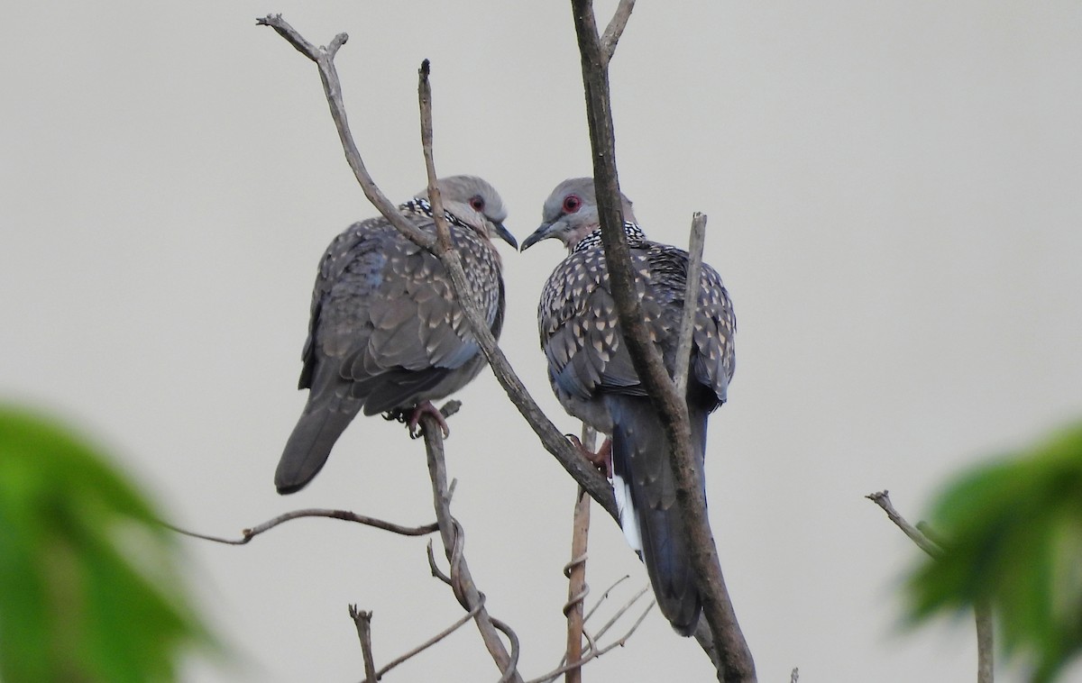 Китайская горлица - ML645434579