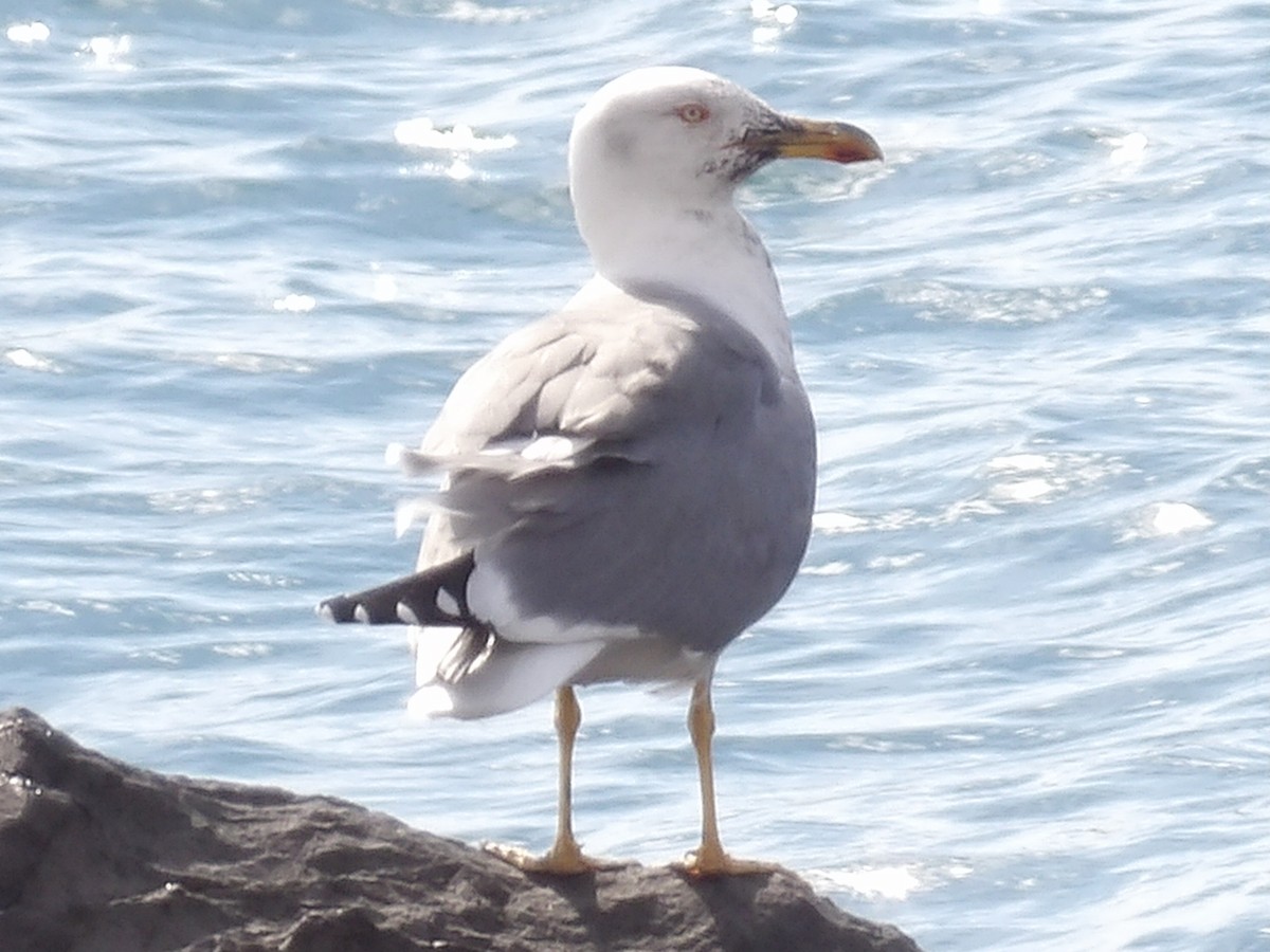 Средиземноморская чайка - ML645434580