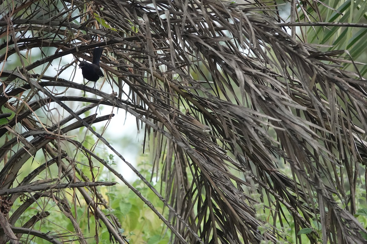 Славка-завирушка - ML645434581