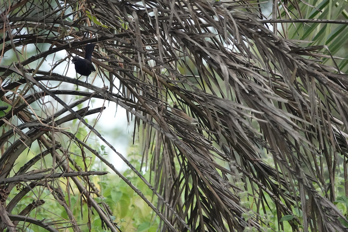 Славка-завирушка - ML645434582