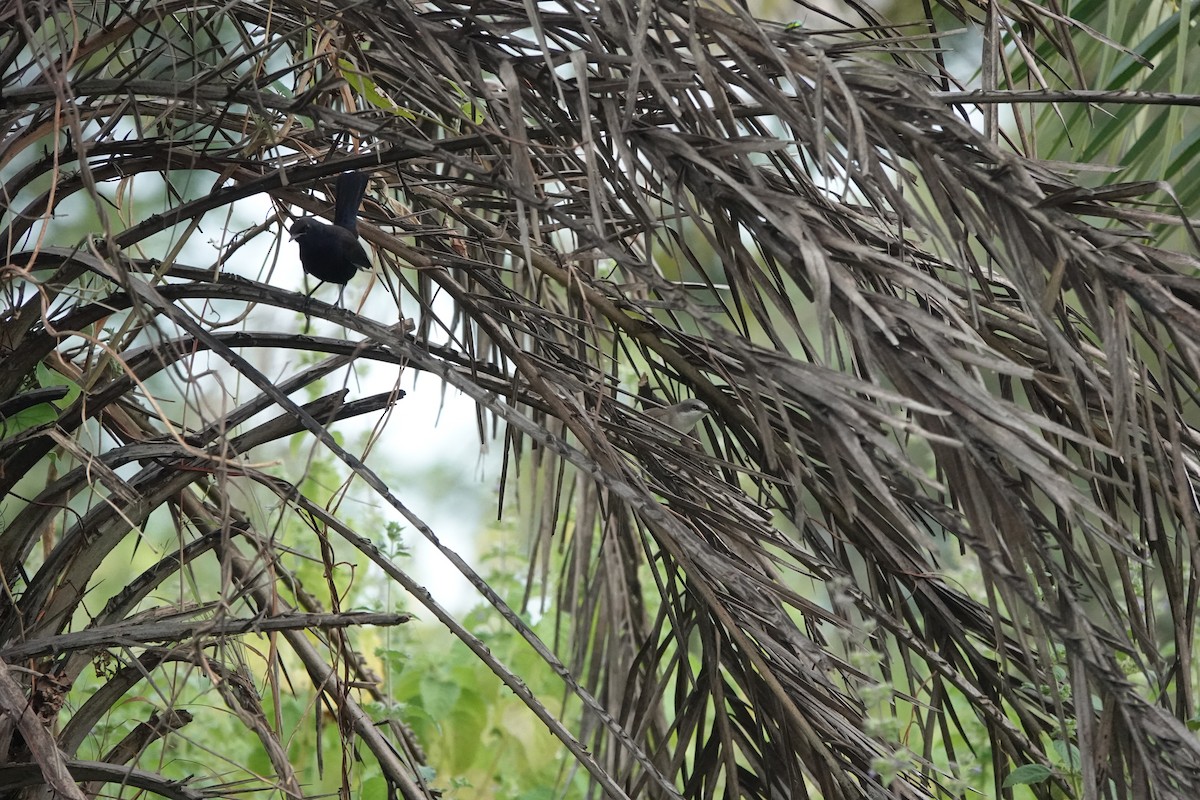 Славка-завирушка - ML645434583