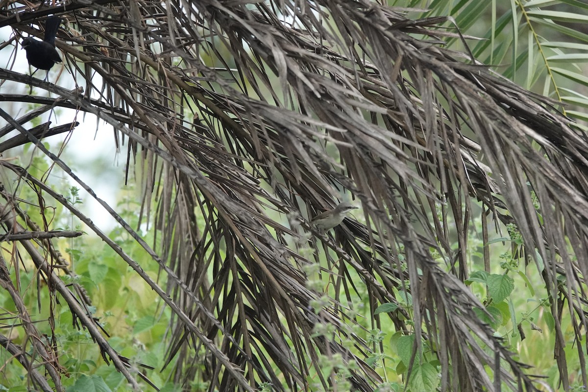 Славка-завирушка - ML645434584