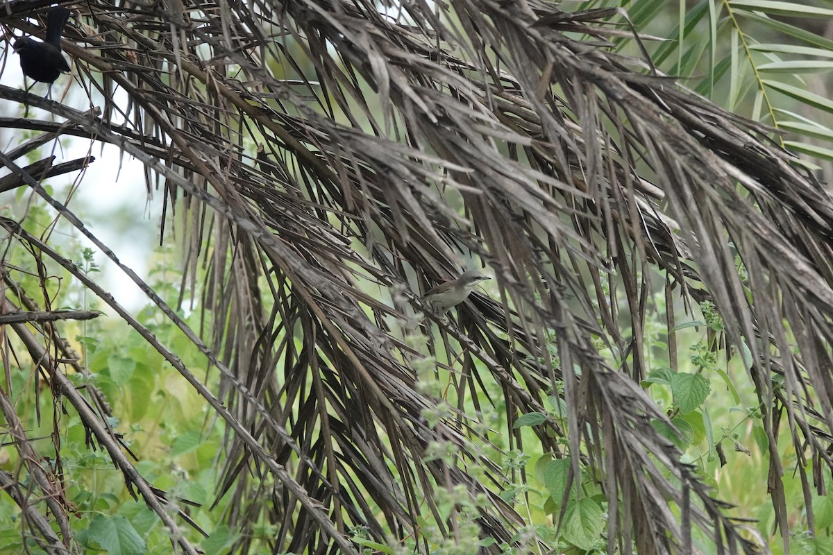 Славка-завирушка - ML645434585