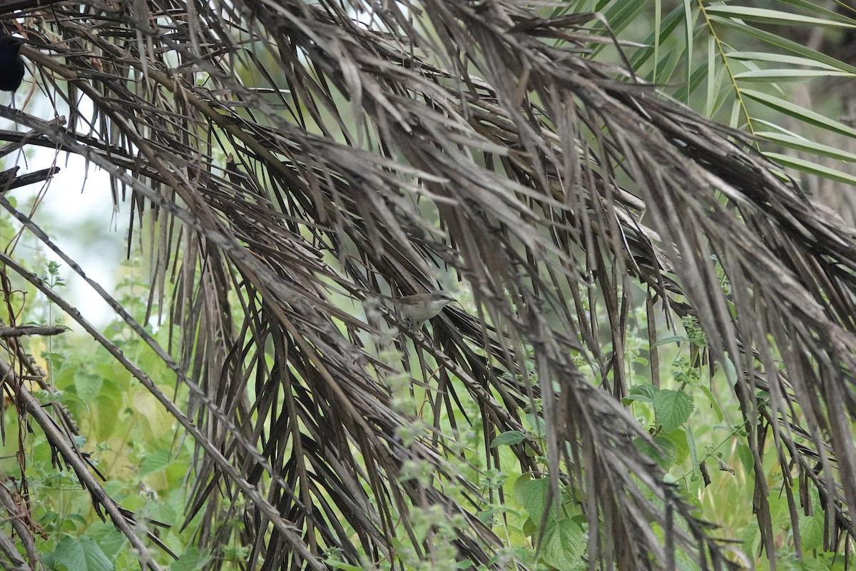 Славка-завирушка - ML645434586